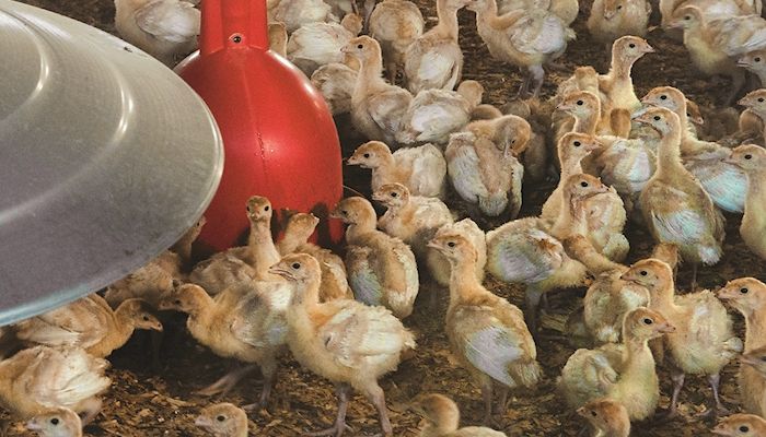 Farmers stress biosecurity to prevent reoccurrence of bird flu  