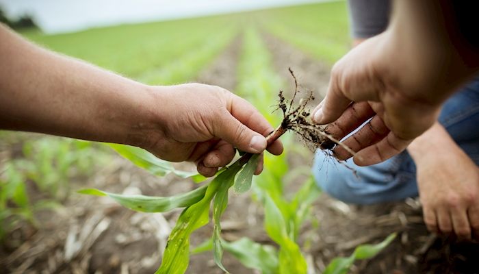 With corn emerging, it’s time to evaluate stands 