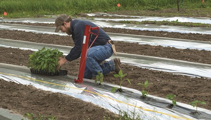 Iowa farmers try specialty crops to tap into new markets