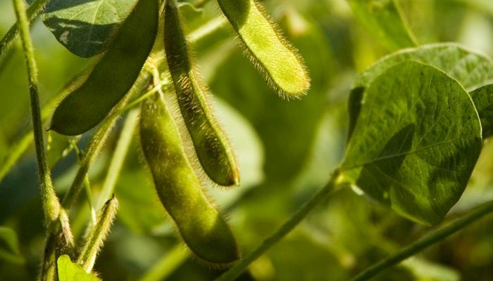 Soybeans