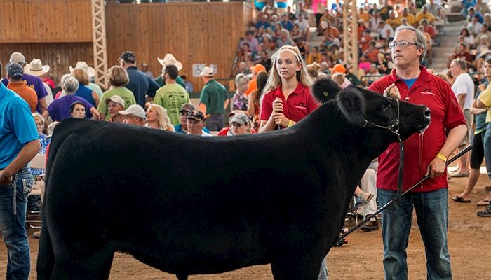 Rep. David Young shows Iowa Farm Bureau's steer at the Governor's Charity Steer Show at the Iowa State Fair