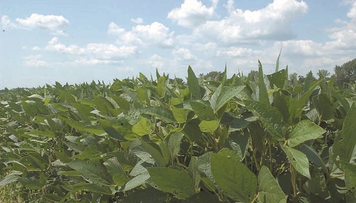 EU approval clears way for full launch of dicamba-tolerant beans