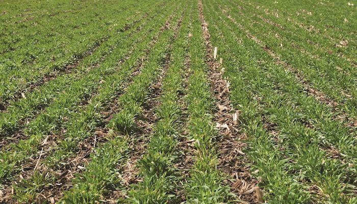 Farmers stick with cover crops despite tough economy