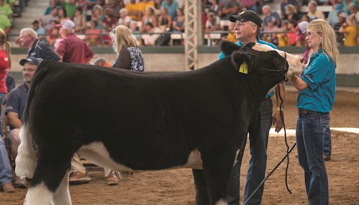 Governor's Steer Show