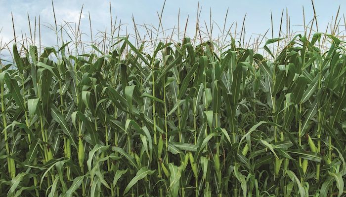 Pioneer research shows deficiencies in key nutrients in Iowa