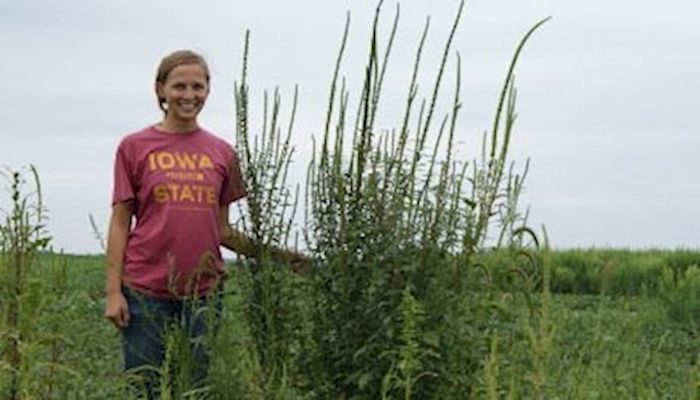Farmers increasingly dealing with tough-to-kill weeds 