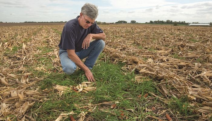 On cover crops, research says earlier seeding is better