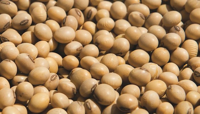 Pioneer seeks Iowa farmers to grow high-oleic soybeans