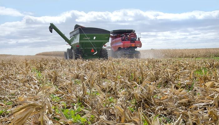 More farmers are planting cover crops, like these in northern Iowa, as a way to reduce nutrient loss and improve soil quality.