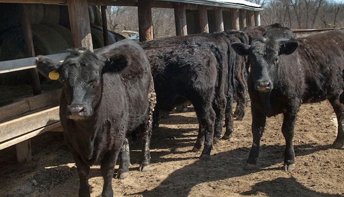 Cattle inventory lower in Iowa, U.S. feedlots