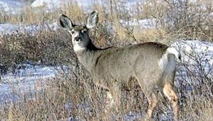 Iowans chances of hitting a deer move down slightly, but collisions still common 