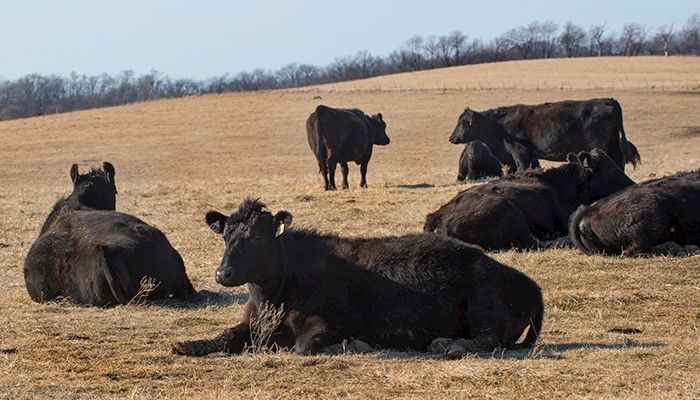 August strong month for U.S. pork, beef exports