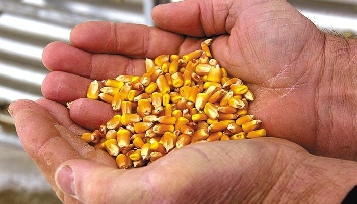 Chinese businessman sentenced to 3 years in seed theft case