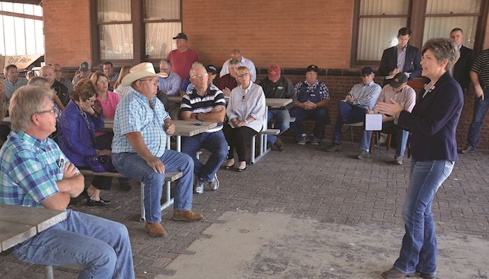 Farmers say cattle market volatility threatens their viability