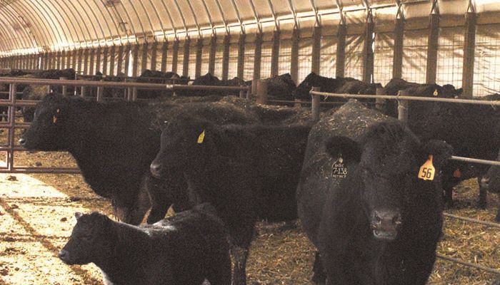 Farmers urged to watch out for hydrogen sulfide build-up in livestock barns