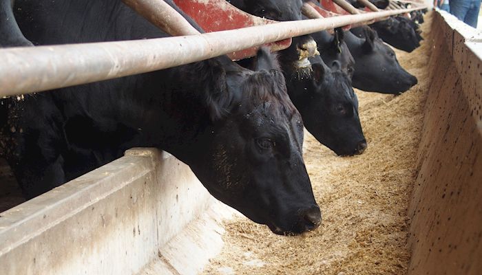 Drop in feeder cattle prices could slow herd expansion