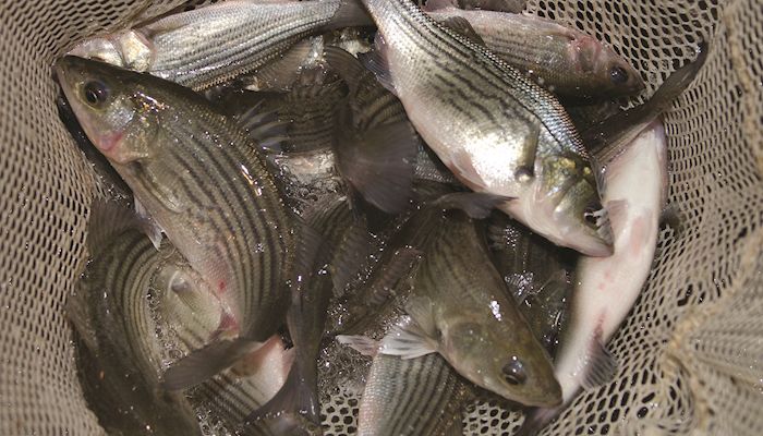 Experts to offer strategies on fish farming in Iowa