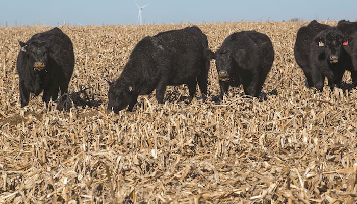 Iowa cattle inventory down from a year ago