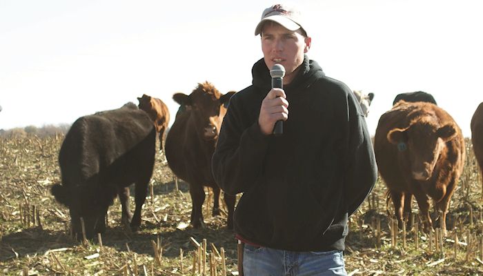Grazing cover crops results in lower cattle feed costs