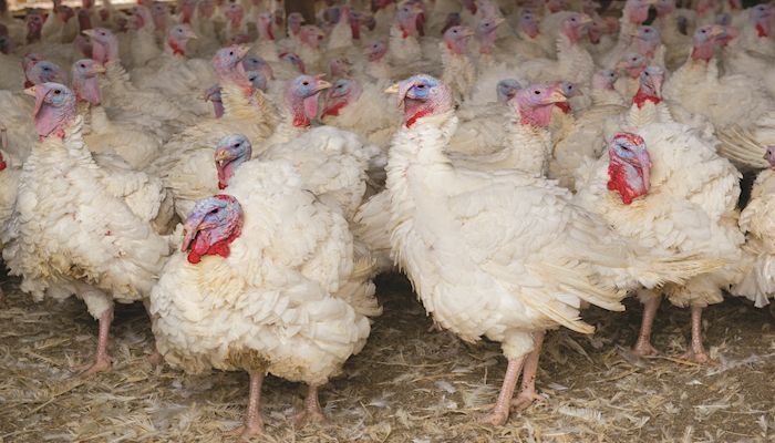 Iowa has grown into a turkey powerhouse
