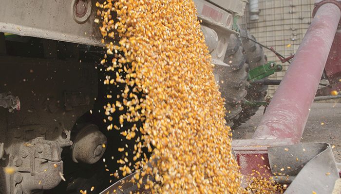 World corn, soybean stocks hold steady, report shows