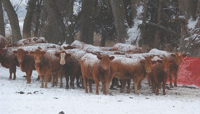 Increase in beef production leads to lower retail prices