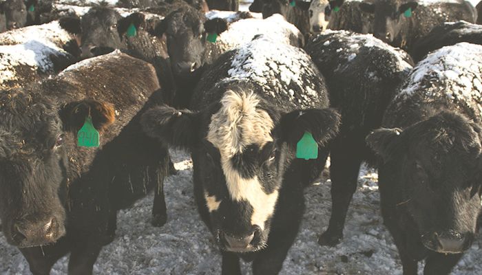 Cattle feeders adjust to stay in ‘for the long haul’