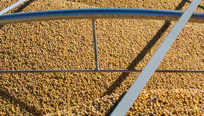 Soybean Strategy - Jan. 4, 2016