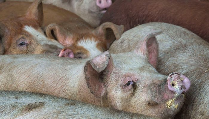 Iowa’s hogs and pigs inventory hits record high
