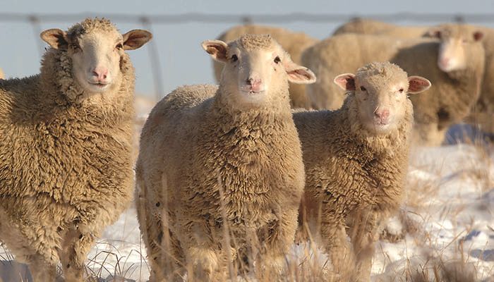 Iowa sheep producer fills role on national board