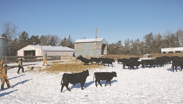 Livestock farmers gear up to deal with cold, wet weather