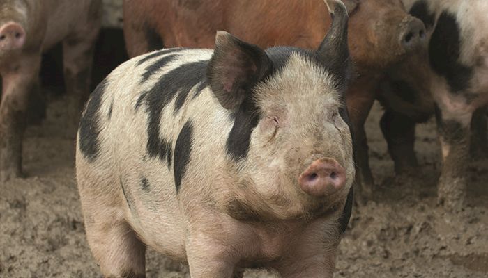Pork group slams proposal to add welfare to organic rules 