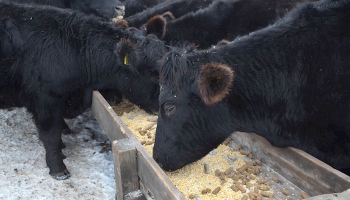 U.S. cattle inventory continues to grow