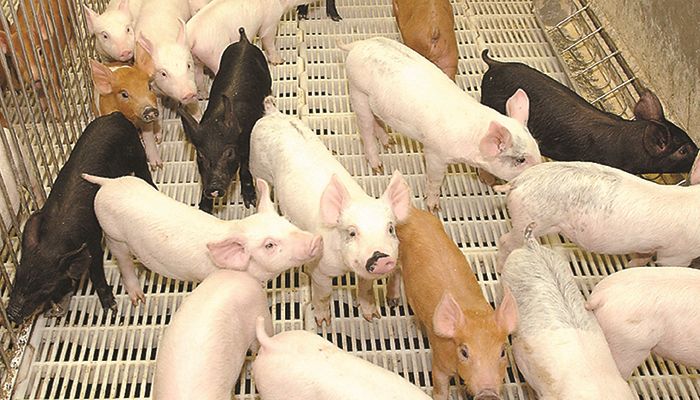 Hog herd expansion highlights opportunity in wild markets