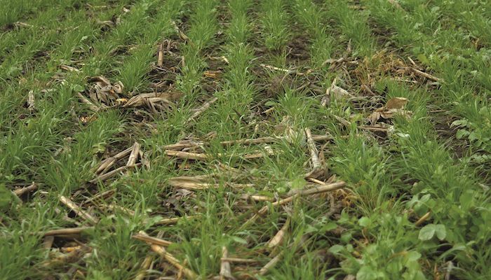 Look closely at herbicide options on cover crop acres that are set to be grazed