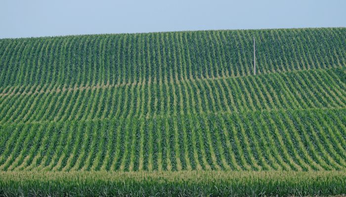 With margins slim, narrow-row corn getting a second look