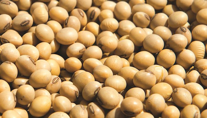 High-oleic soybeans become a option for more Iowa farmers