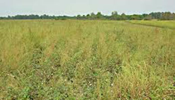 Palmer amaranth compounds farmers’ weed control issues