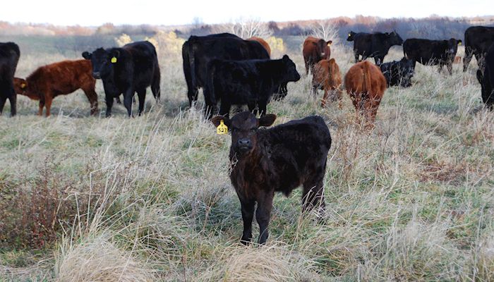 Cattle herd growth surprises analysts
