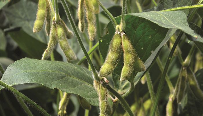 Maximize light interception for higher soybean yields