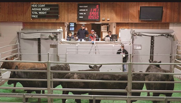 Lack of cattle price discovery a growing issue for Iowa farmers