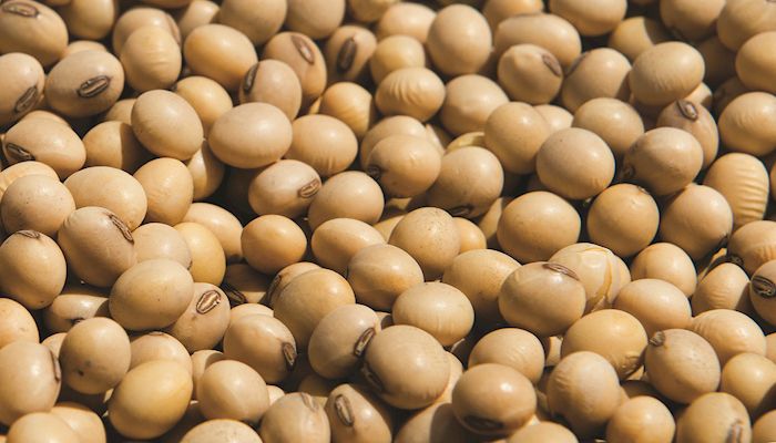 Soybean Strategy - Feb. 22, 2017