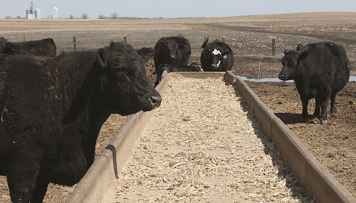 Cattle report shows growing cattle inventory
