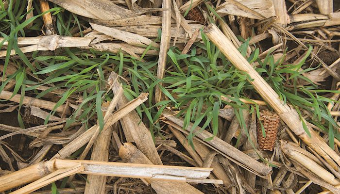 Iowa cover crop acreage jumps again in 2016