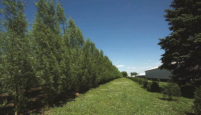 Trees add a variety of benefits to Iowa livestock farms