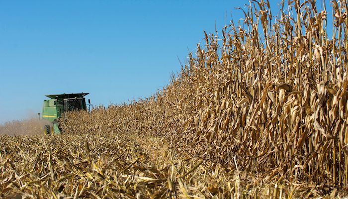 USDA raises soybean stocks, holds corn steady