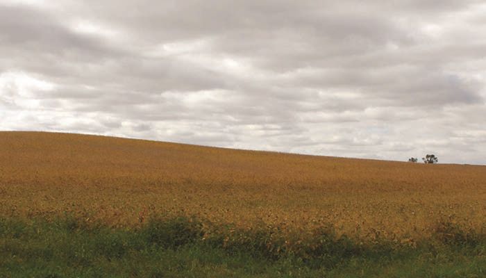 Corn, soybean policies address weeds in CRP plantings