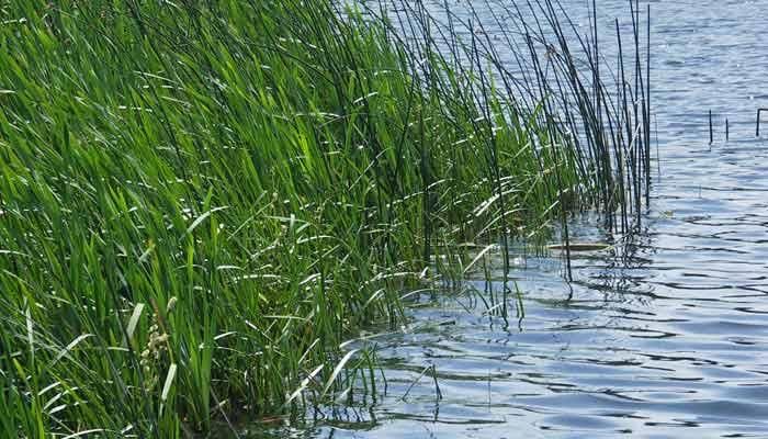 Farmers, not lawsuit, push water quality