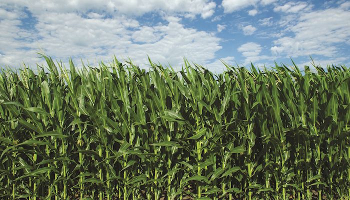 Weekly Iowa Average Corn Price