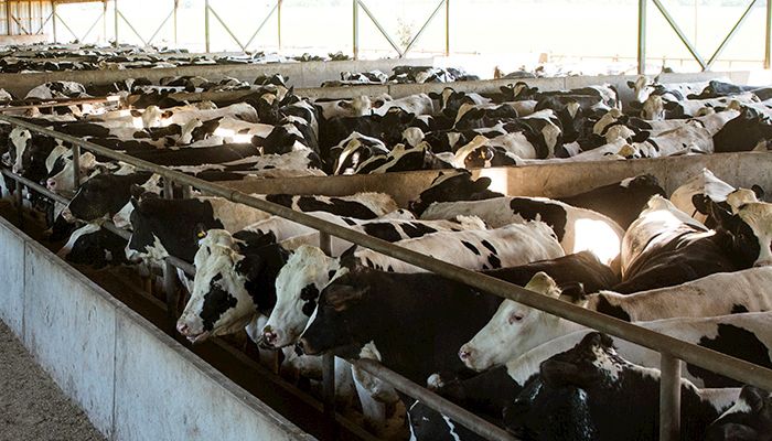 Cargill to exit cattle feeding business